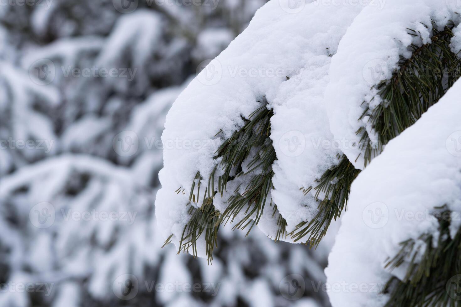 White snow on a bare tree branches on a frosty winter day, close up. Natural background. Selective botanical background. High quality photo. photo