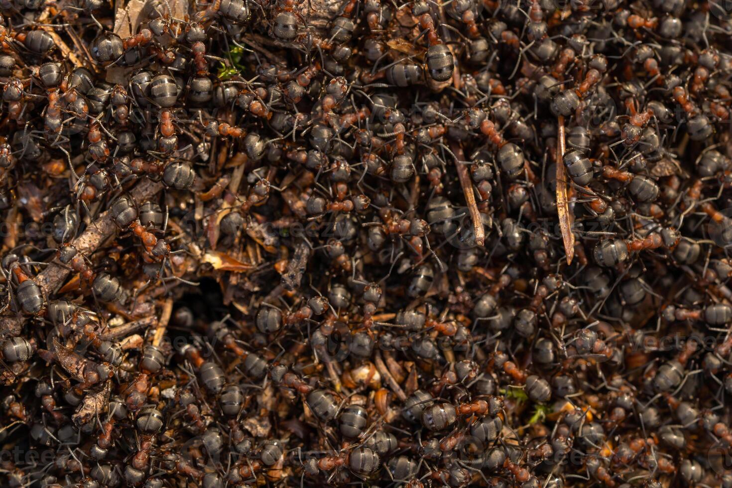 Close up view onto big forest fire ants working. Anthill in forest scene. Ant-hill. photo