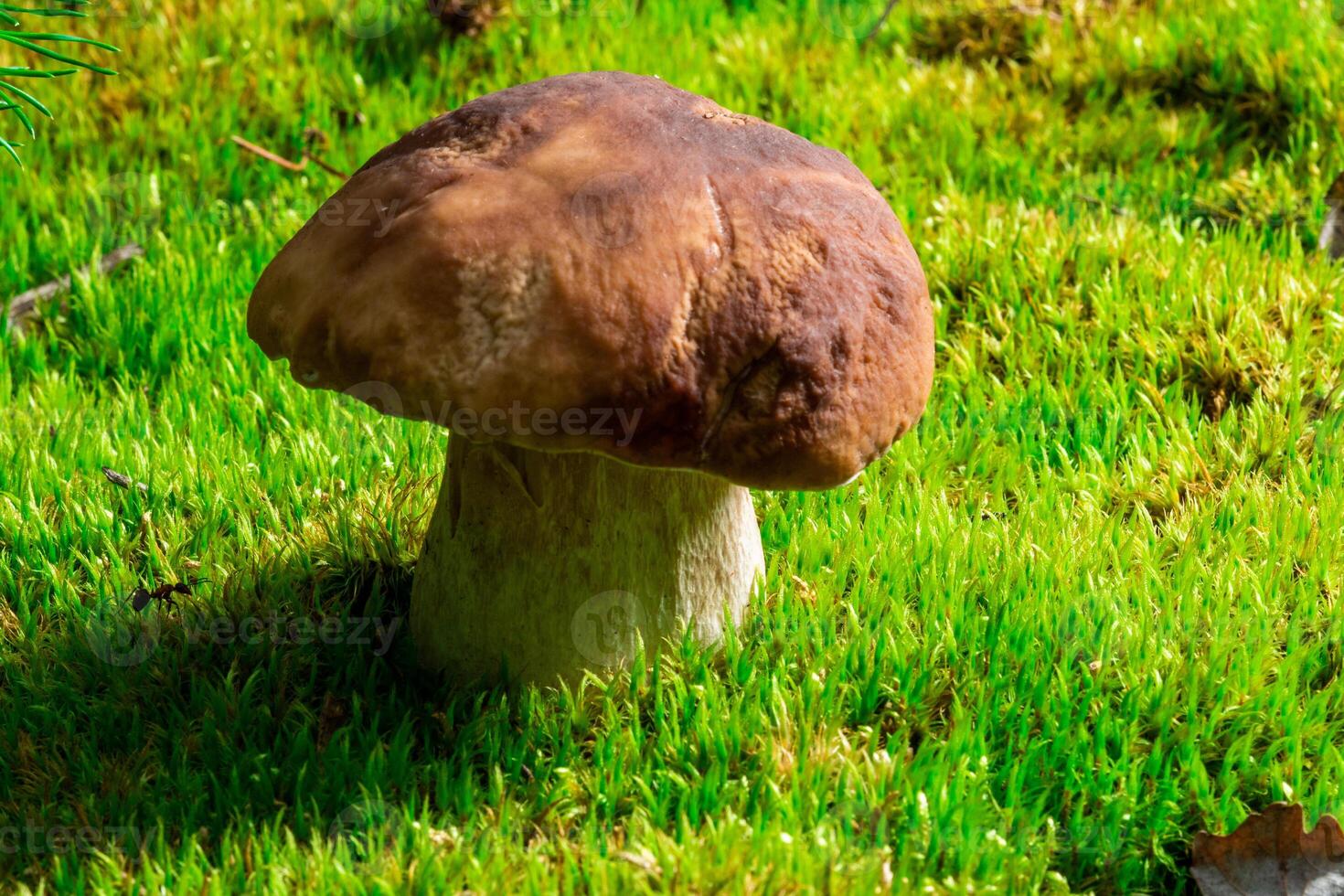 Boletus edulis is edible mushroom. Pporcini on moss in forest. Healthy and delicates food photo
