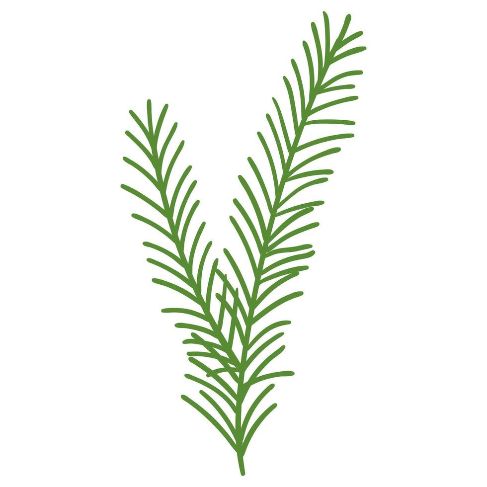 Pine Branch in Hand Drawn Style. Fir branch decoration for Christmas frames and wreaths. Nature ornament. Cute fir symbol. Holidays green flat twig. vector