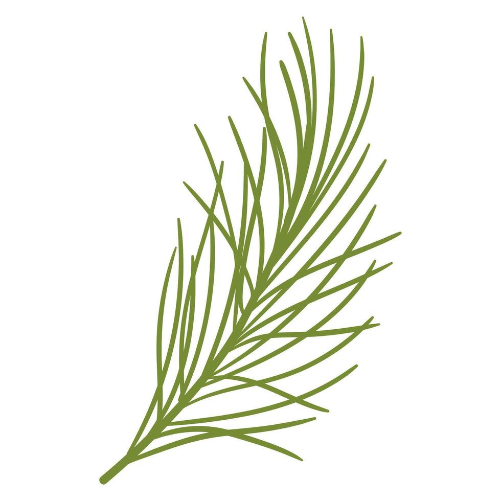 Pine Branch in Hand Drawn Style. Spruce branch decoration for Christmas frames and wreaths. Nature ornament. Cute fir symbol. Holidays green flat twig vector