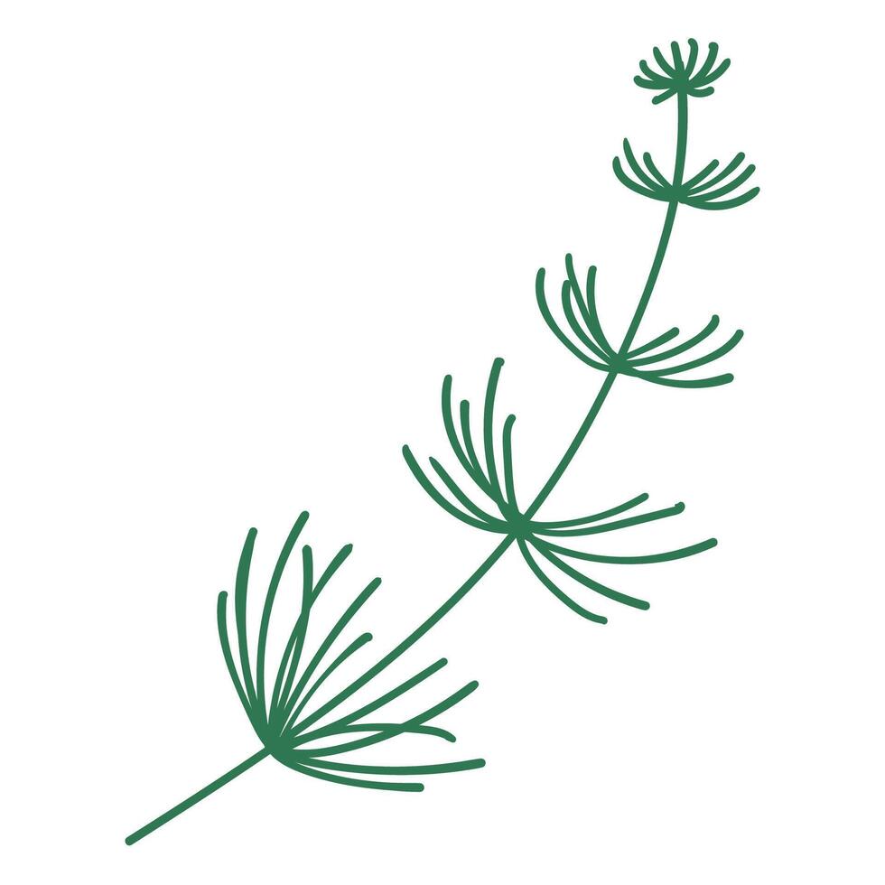 Pine Tree Branch in Hand Drawn Style. Spruce branch decoration for Christmas frames and wreaths. Nature ornament. Fir symbol. Holidays green flat twig. vector