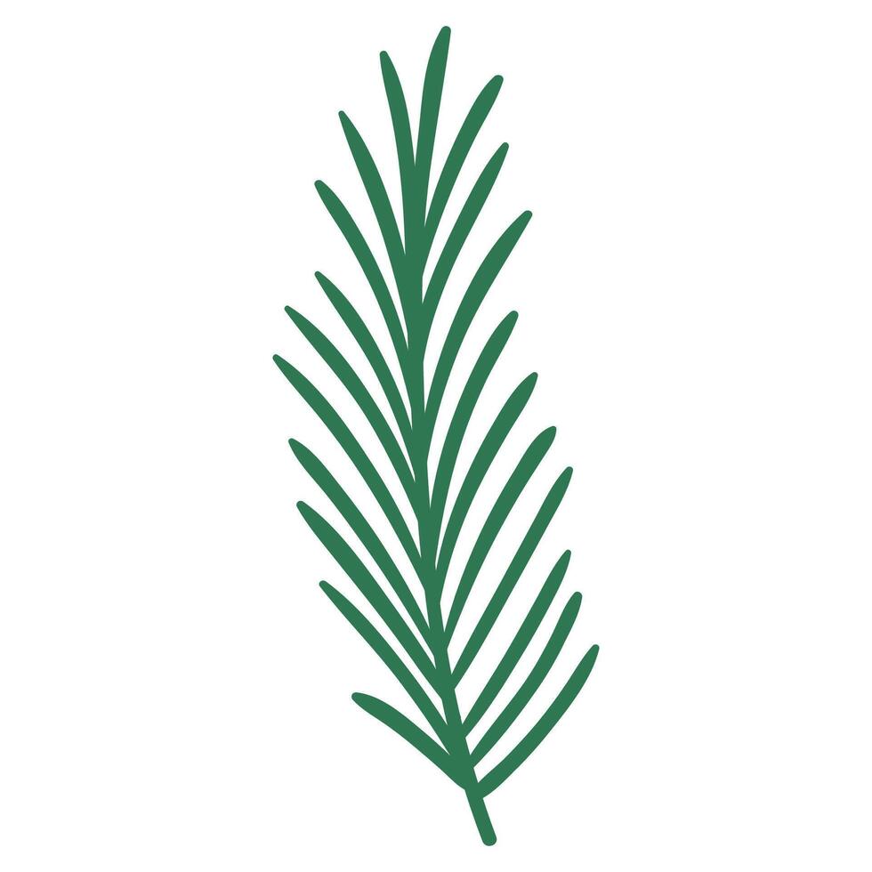 Pine Tree Branch in Hand Drawn Style. Simple cartoon spruce branch decoration for Christmas frames and wreaths. Nature ornament. Cute fir symbol. Holidays green flat twig vector