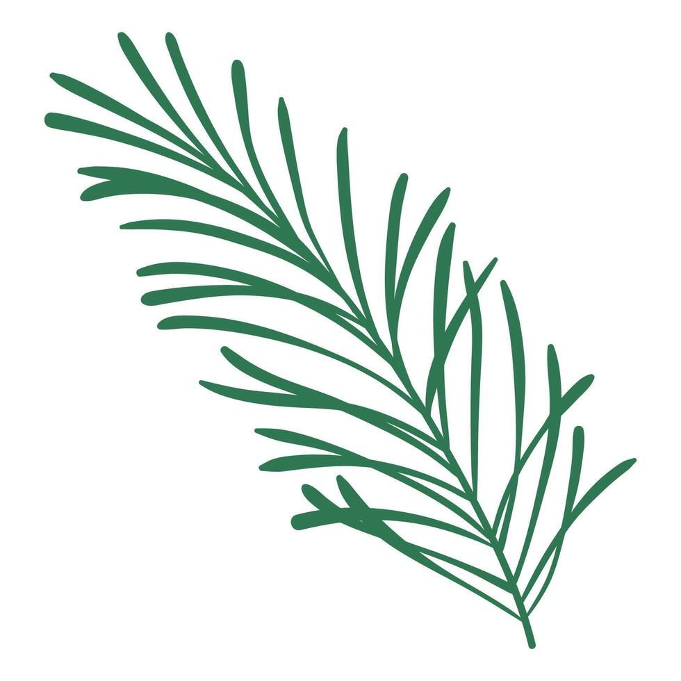 Hand Drawn Green Pine Branch. Cartoon spruce branch decoration for Christmas frames and wreaths. Nature ornament. Cute fir symbol. Holidays green flat twig vector