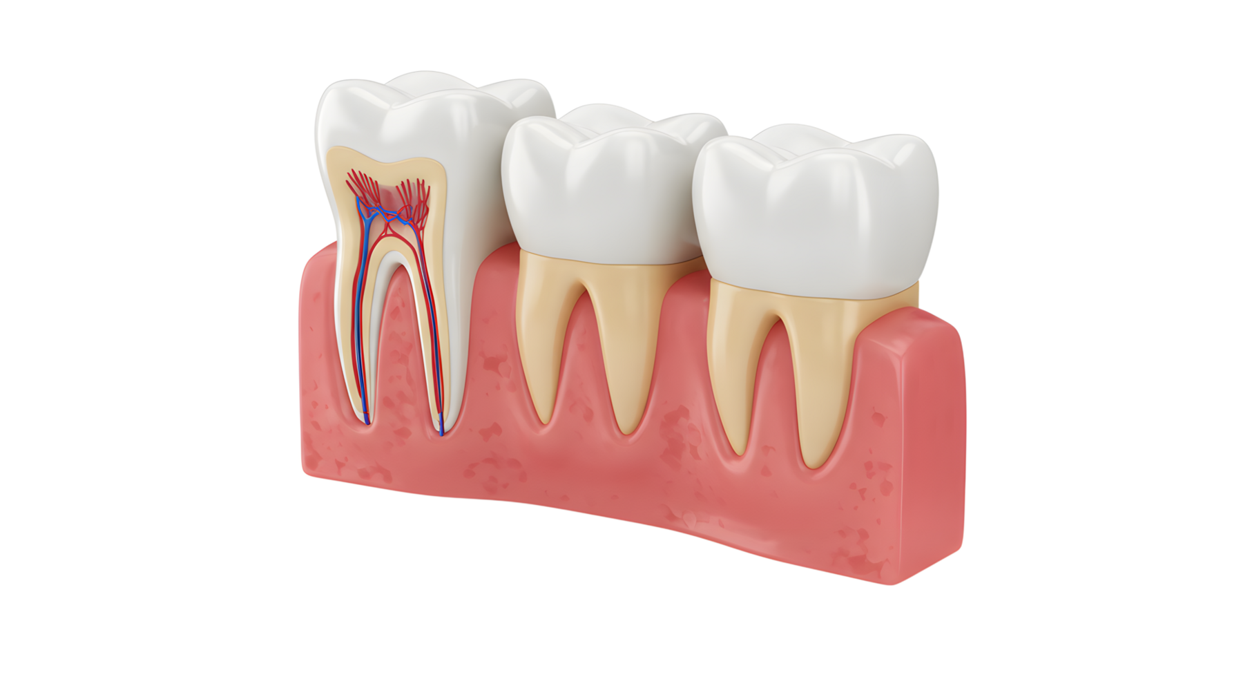 Detailed Anatomy Model of Human Teeth Showing Structure and Gum Tissue png