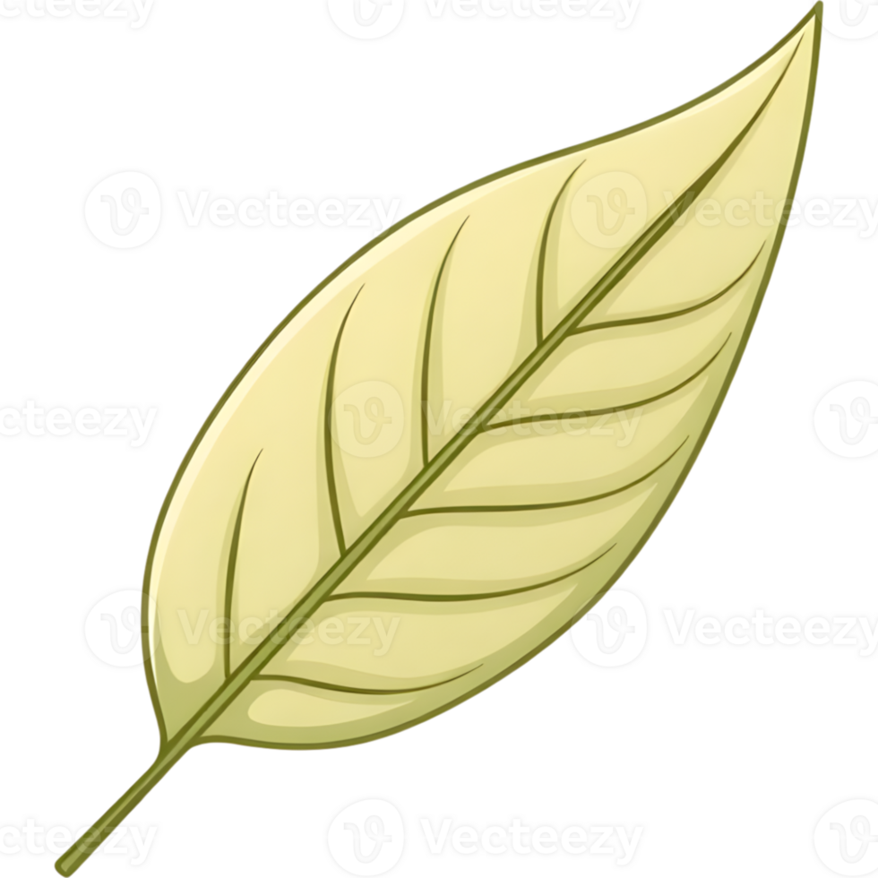 Green Leaf with Delicate Vein Structure png