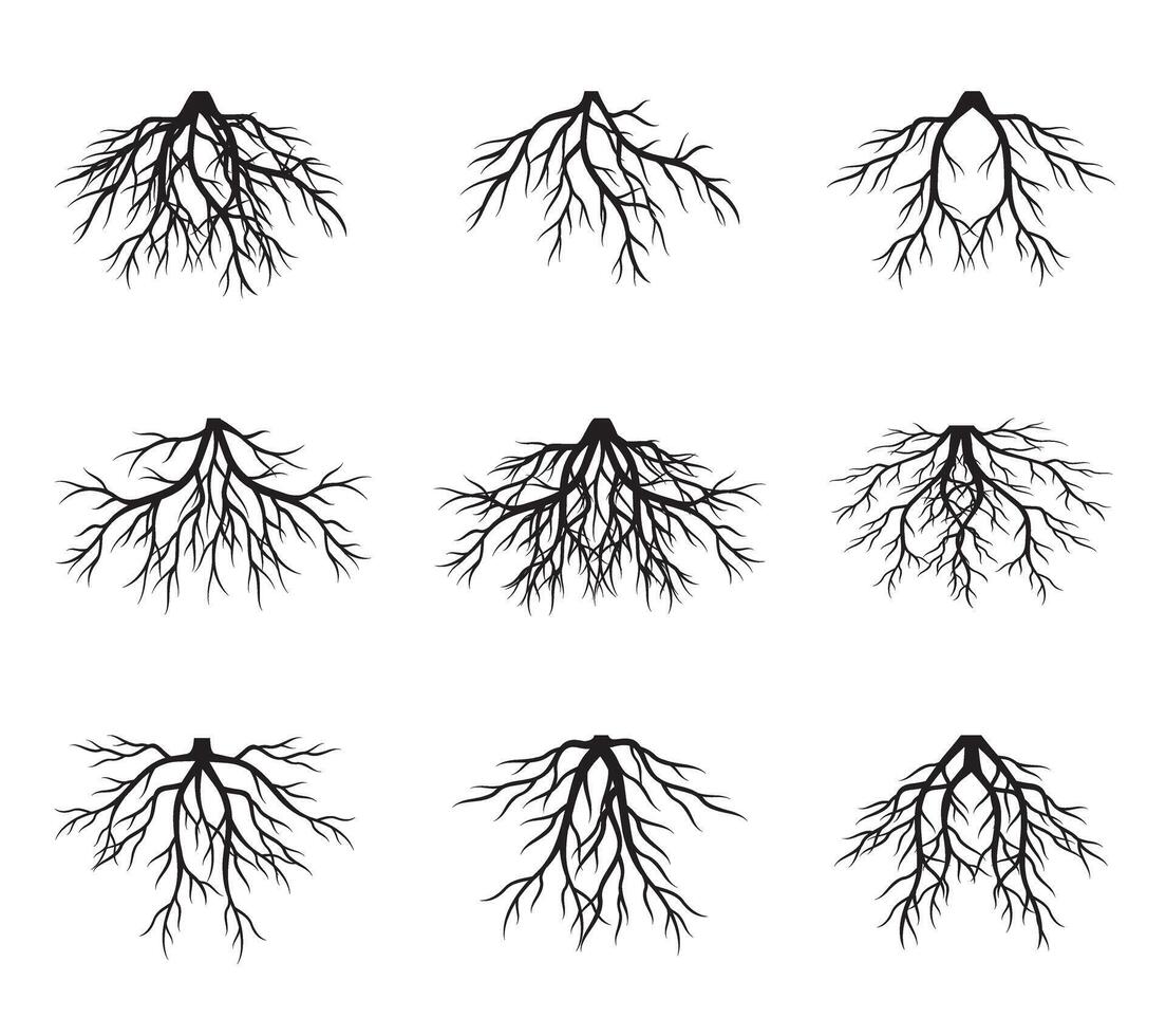Collection Trees. outline Illustration. Plant in Garden. vector