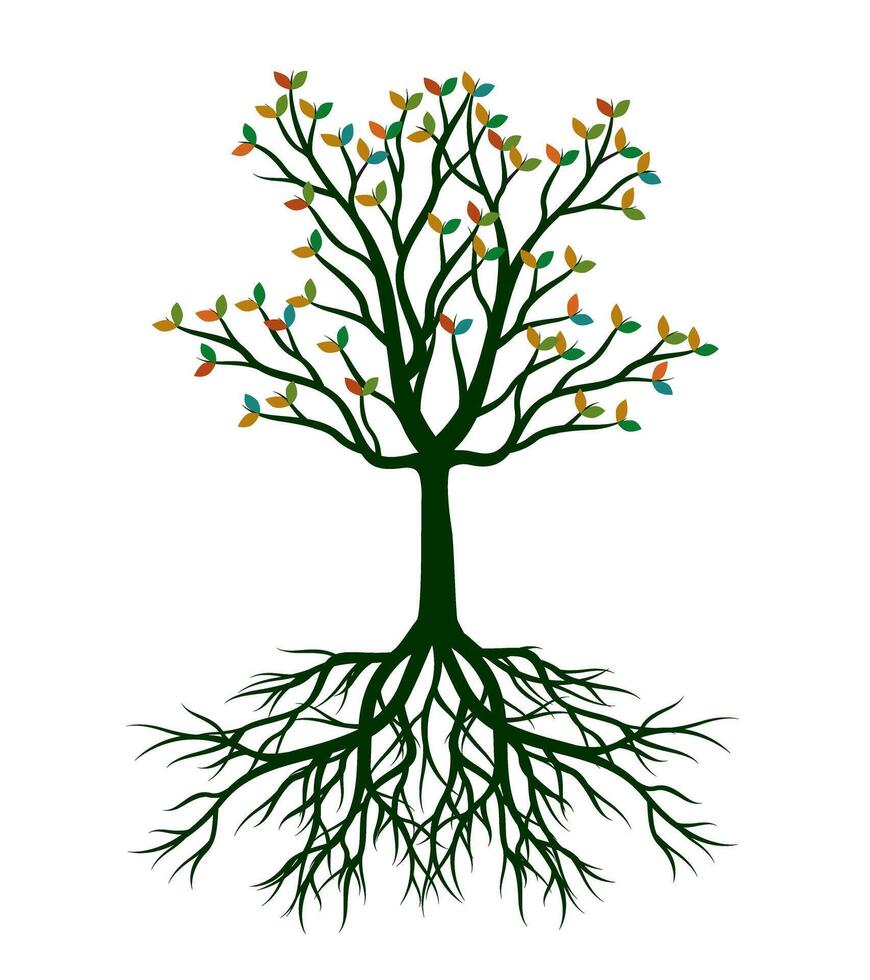 Autumn Tree with Leaves nd Roots. outline Illustration. Plant in Garden. vector