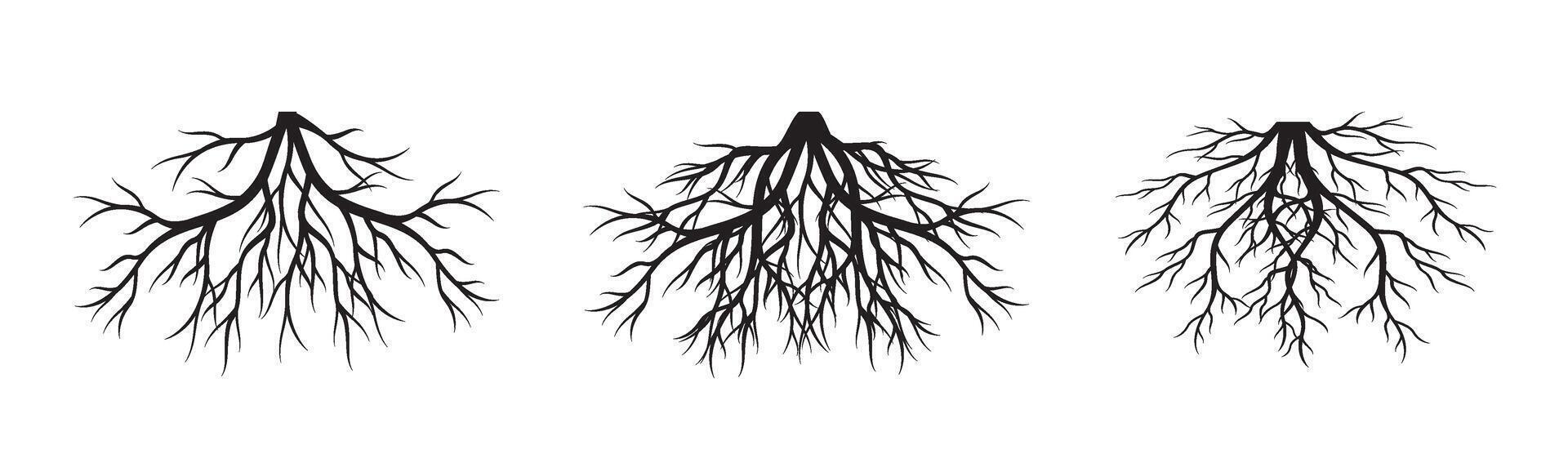 Set of Trees. Outline Illustration. Plant in Garden. vector
