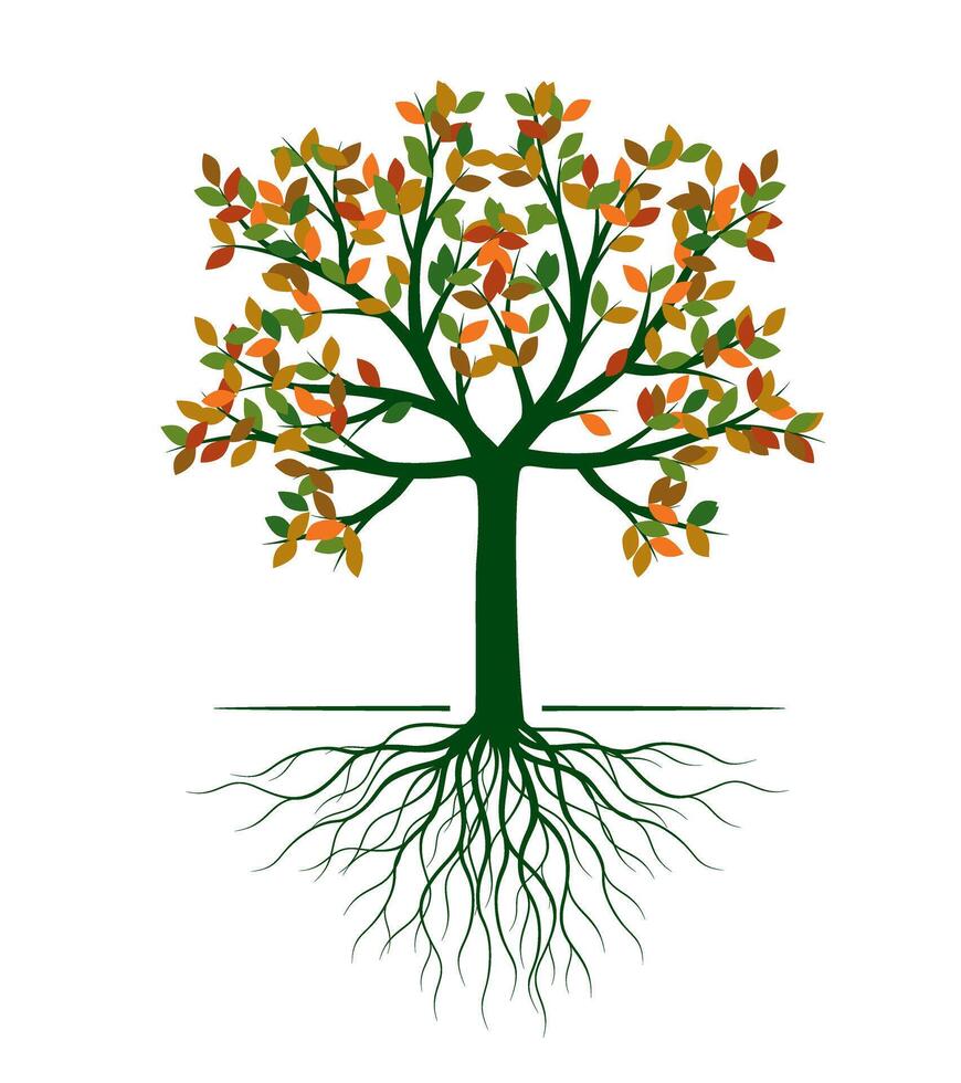 Autumn Tree with leaves and Roots. Outline Illustration. Plant in Garden. vector