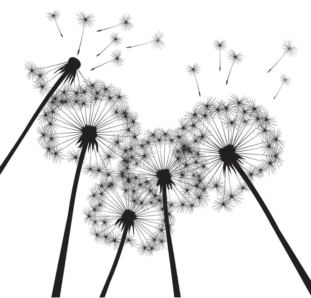 Black outline dandelions. Outline Illustration. Season plant in garden. vector
