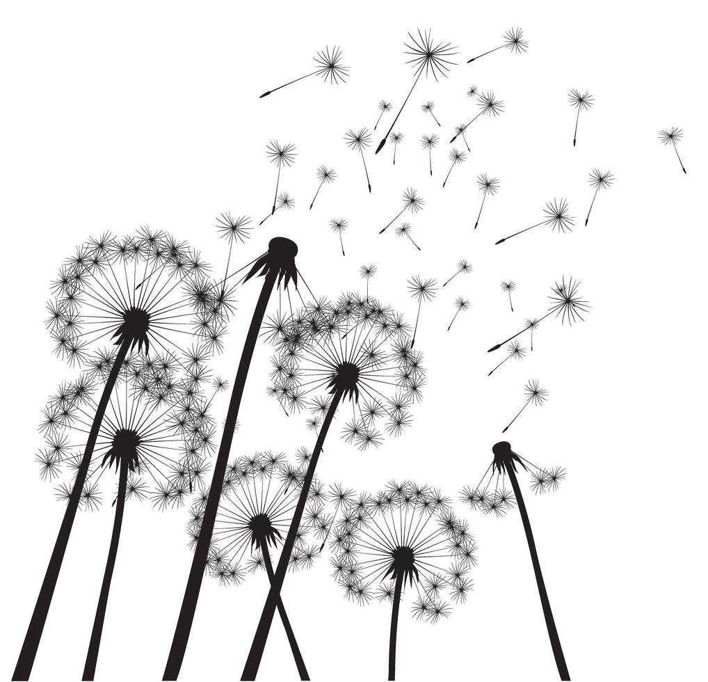 Black dandelions. Outline Illustration. Season composition. vector