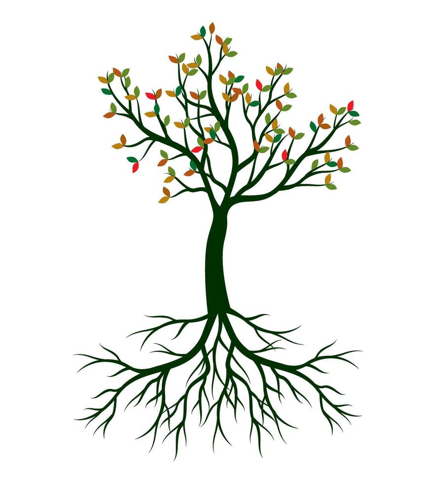 Autumn Tree with Leaves nd Roots. outline Illustration. Plants in Garden. vector