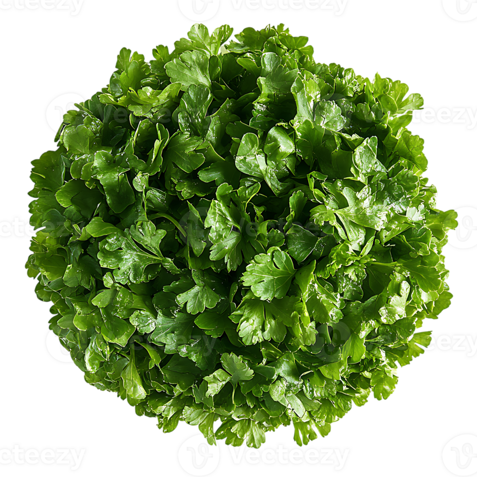 , bunch of fresh coriander leaves Recipe and cooking blogs Meal prep and food delivery content Food product packaging and labels png