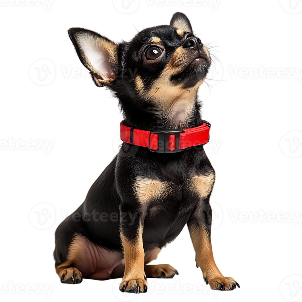 Chihuahua pup wearing red collar Pet adoption and rescue websites Pet supplies and accessories branding Educational and veterinary content png