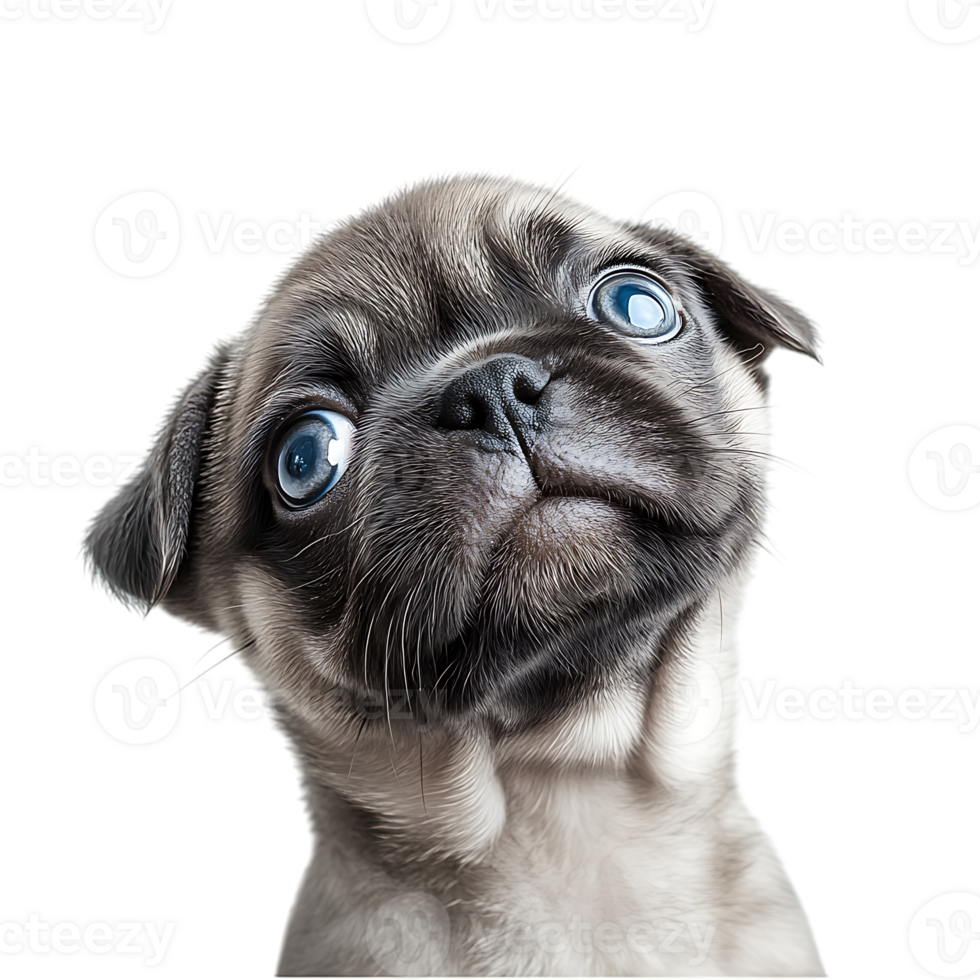 pug puppy tilting head Pet adoption and rescue websites Pet supplies and accessories branding Educational and veterinary content png