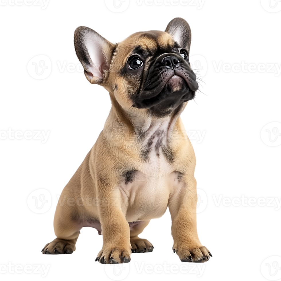 French bulldog pup standing alert Pet adoption and rescue websites Pet supplies and accessories branding Educational and veterinary content png