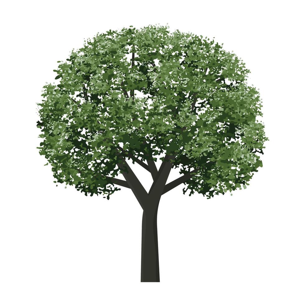 Big tree isolated on white background. Landscape object for outdoor graphic, architecture drawing, elements for environment vector