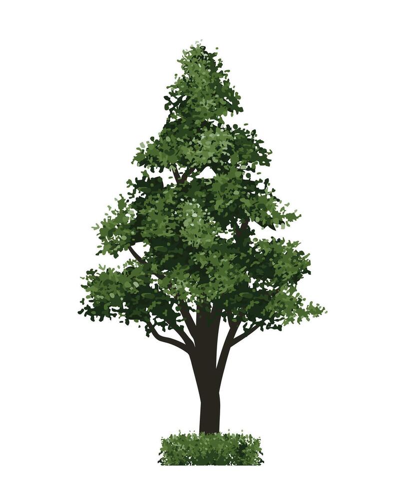Green tree isolated on white background. Landscape object for outdoor graphic, architecture drawing, elements for environment and gardening vector