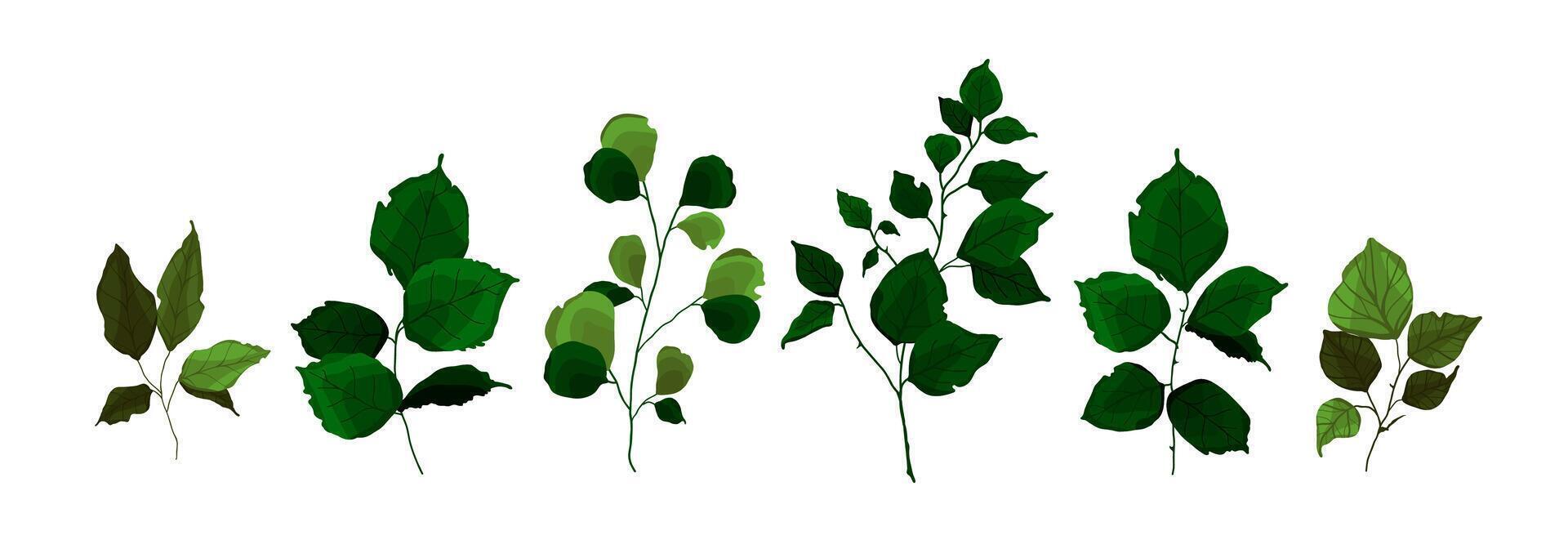 Collection of greenery branch leaves plant herbs tropical twigs spring flora vector