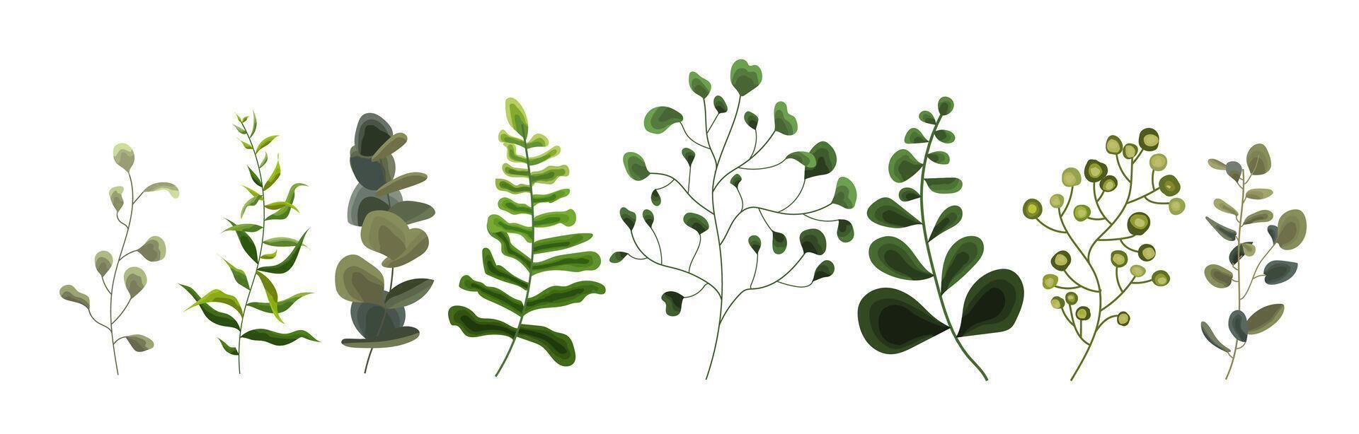 Collection of greenery leaf plant forest herbs tropical eucalyptus leaves. Botanical nature flora vector