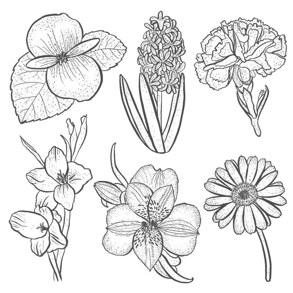 Set of flowers alstroemeria, begonia, carnation, gerbera and gladiolus, hyacinth vector