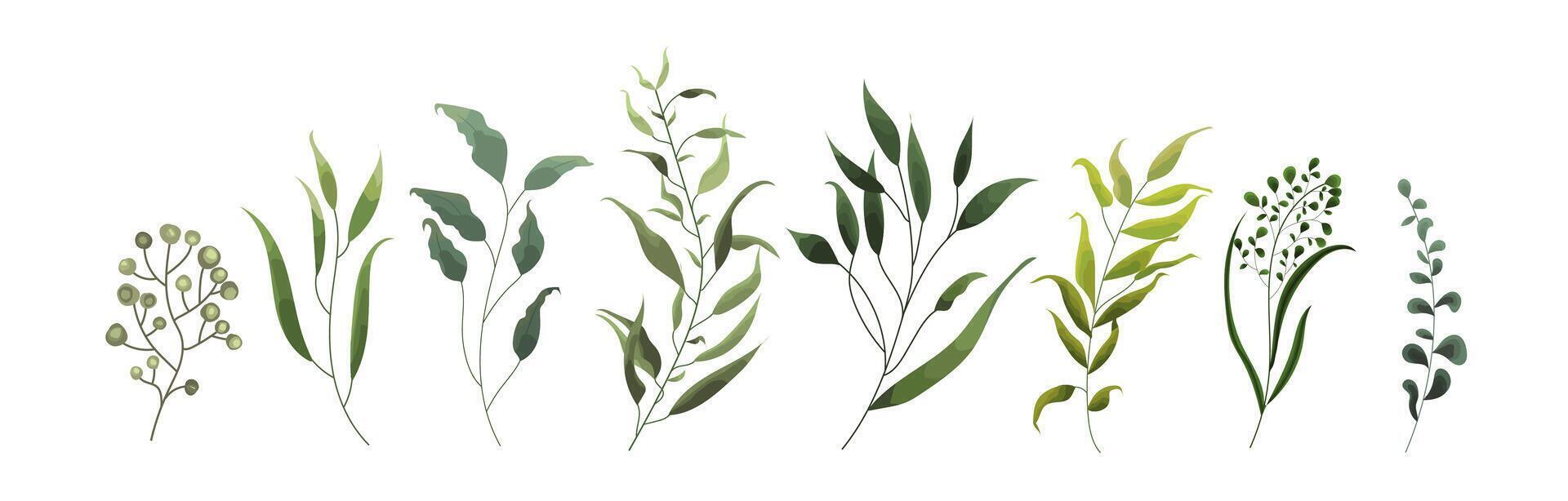 Collection of greenery leaf plant forest herbs tropical leaves vector