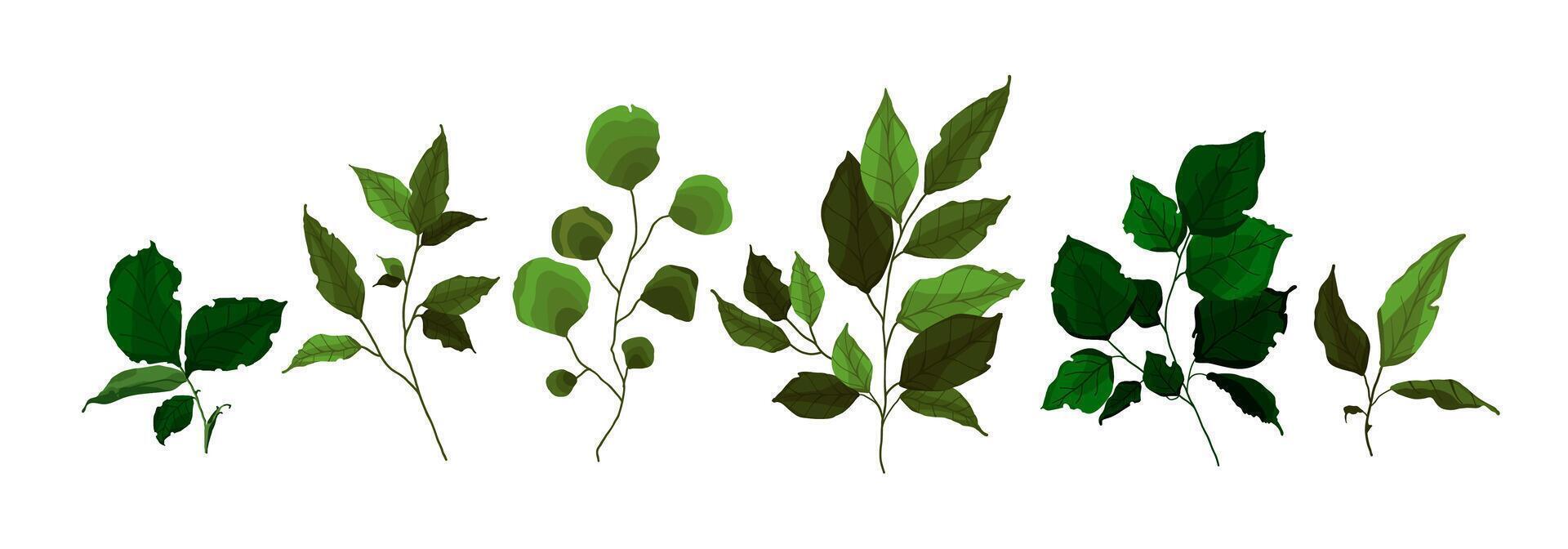 Collection of greenery leaves plant forest herbs tropical twigs spring flora vector