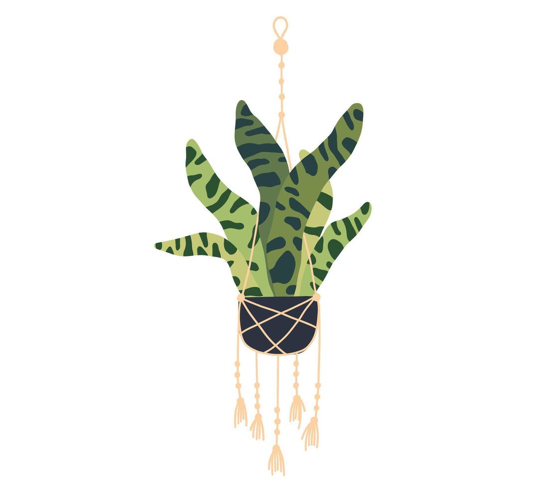 Hanging trailing macrame house plant pot. Home flowerpot interior. Indoor various macrame houseplant. Home office garden hanging plant flat illustration vector