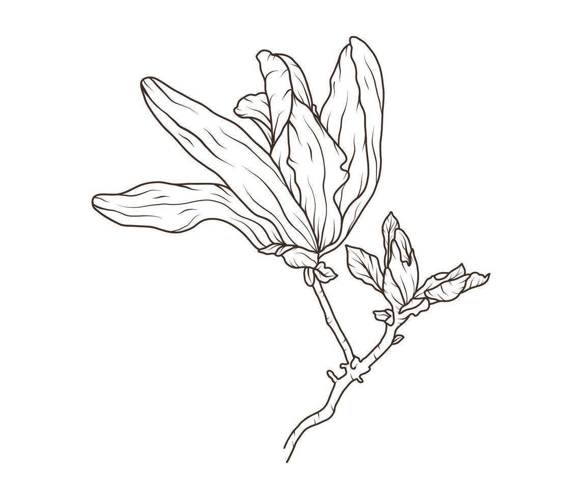 Flower magnolia line art. Floral sketch of branch and bud. Botanical spring blossom for wedding invitation card template outline illustration vector