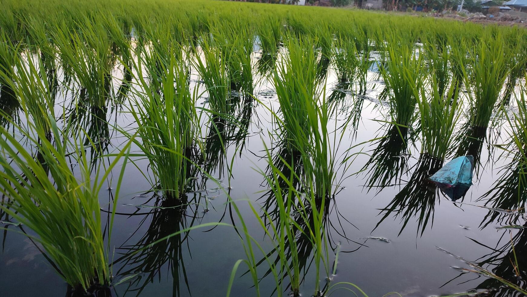 rice field with water and green plants photo