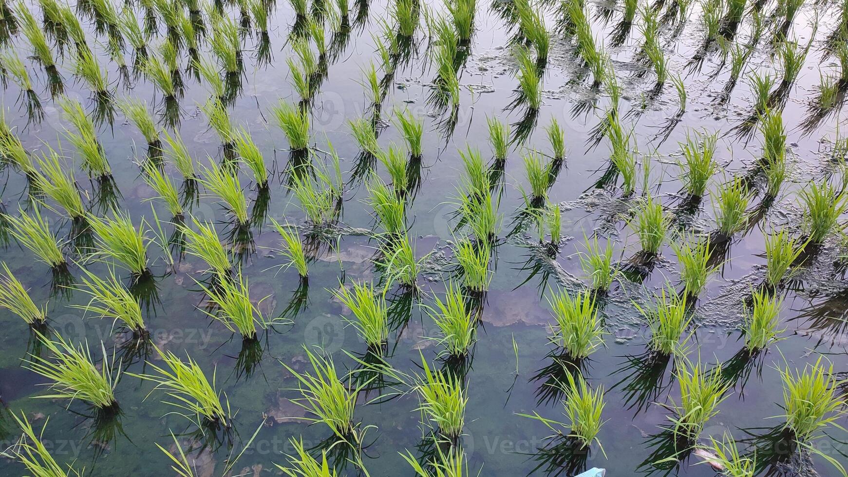 rice plants growing in a paddy field photo