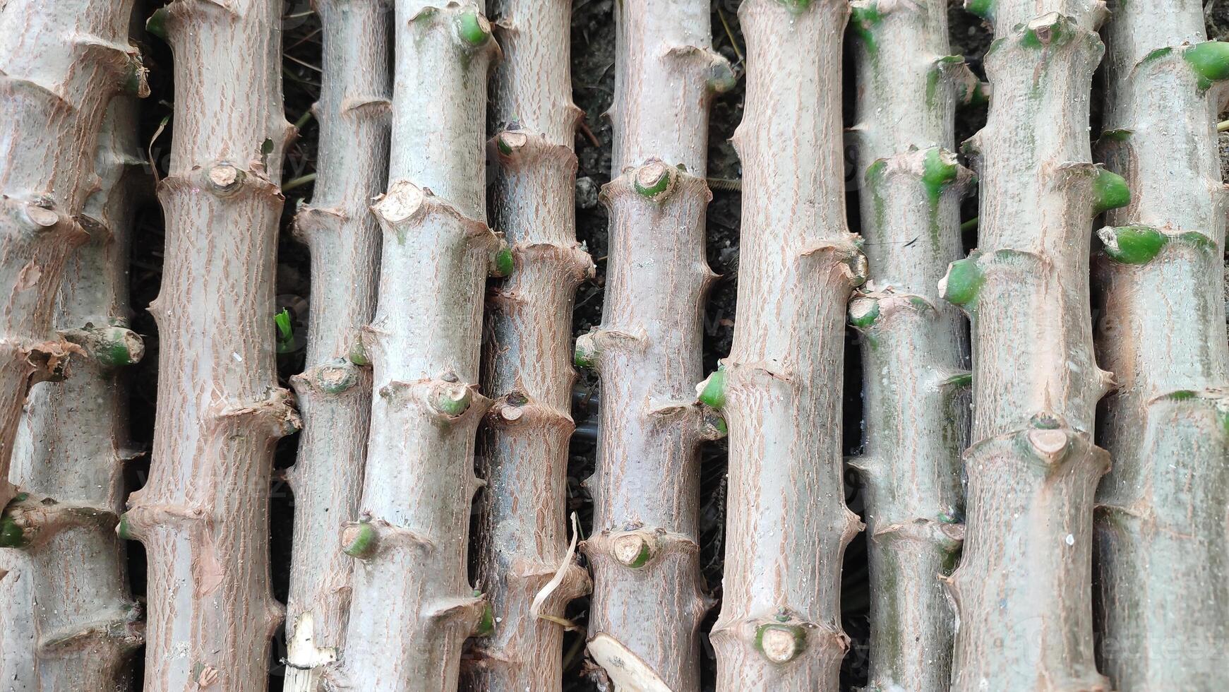 Cassava trunk cutting for planting. Trunks of Manihot esculenta photo