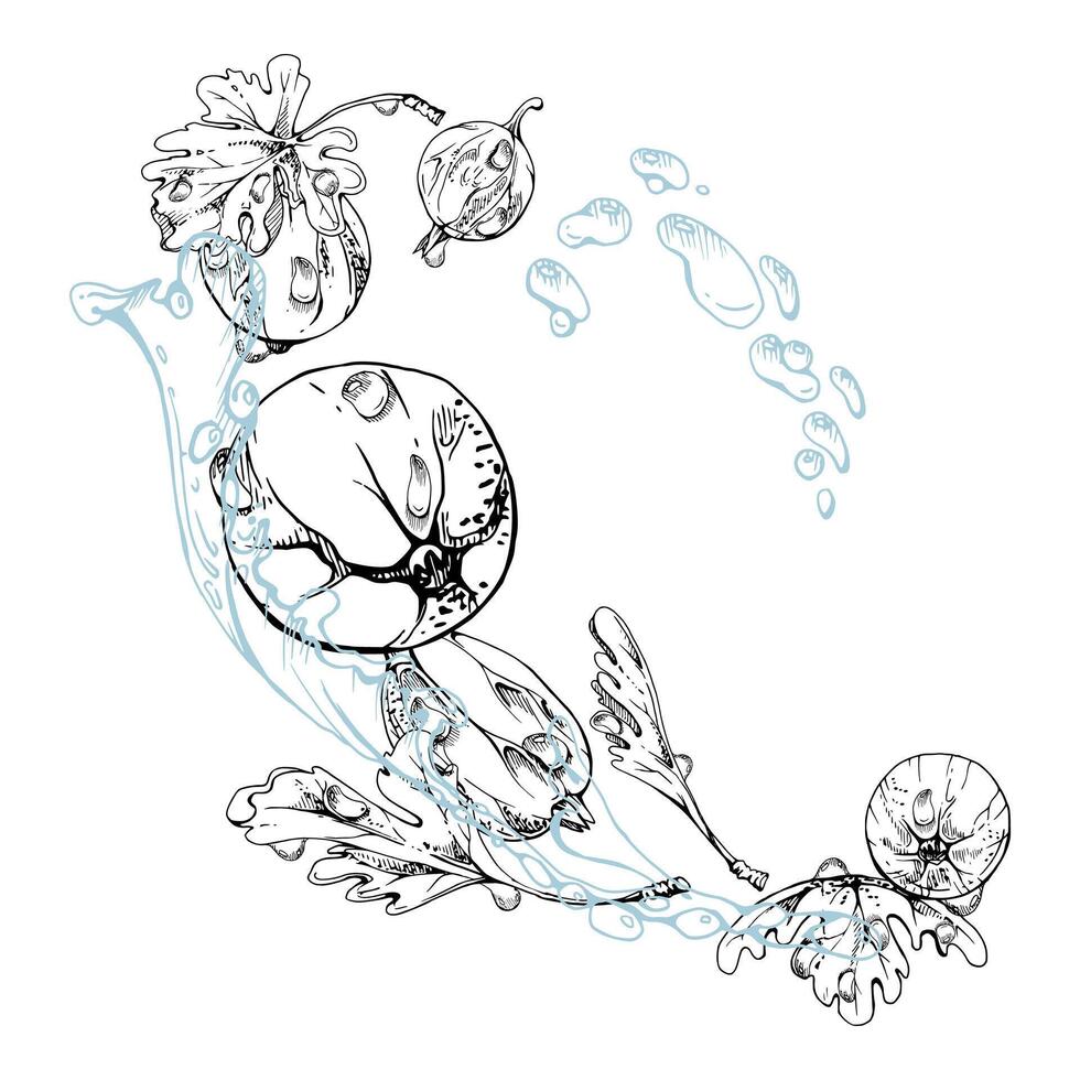 Gooseberry Currant berry leaves, flowers dew drops flying in water splash, ripe garden juneberry casseille jostaberry. Isolated illustration hand drawn in ink. Cafe menu, farmers market grocery vector