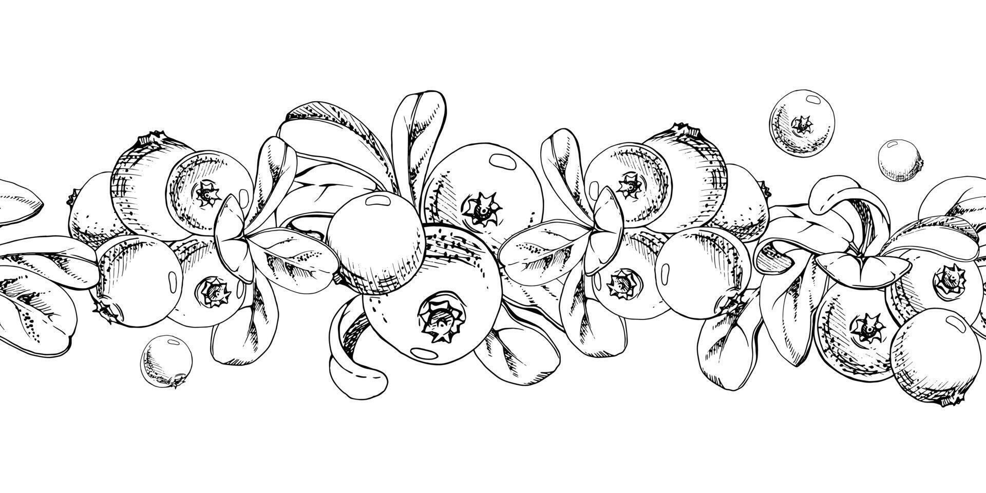 Cranberry lingonberry bunch, green leaves, ripe swamp forest berry bearberry teaberry wintergreen. Isolated seamless banner border hand drawn in ink. For home preserves, recipe book, stationery vector