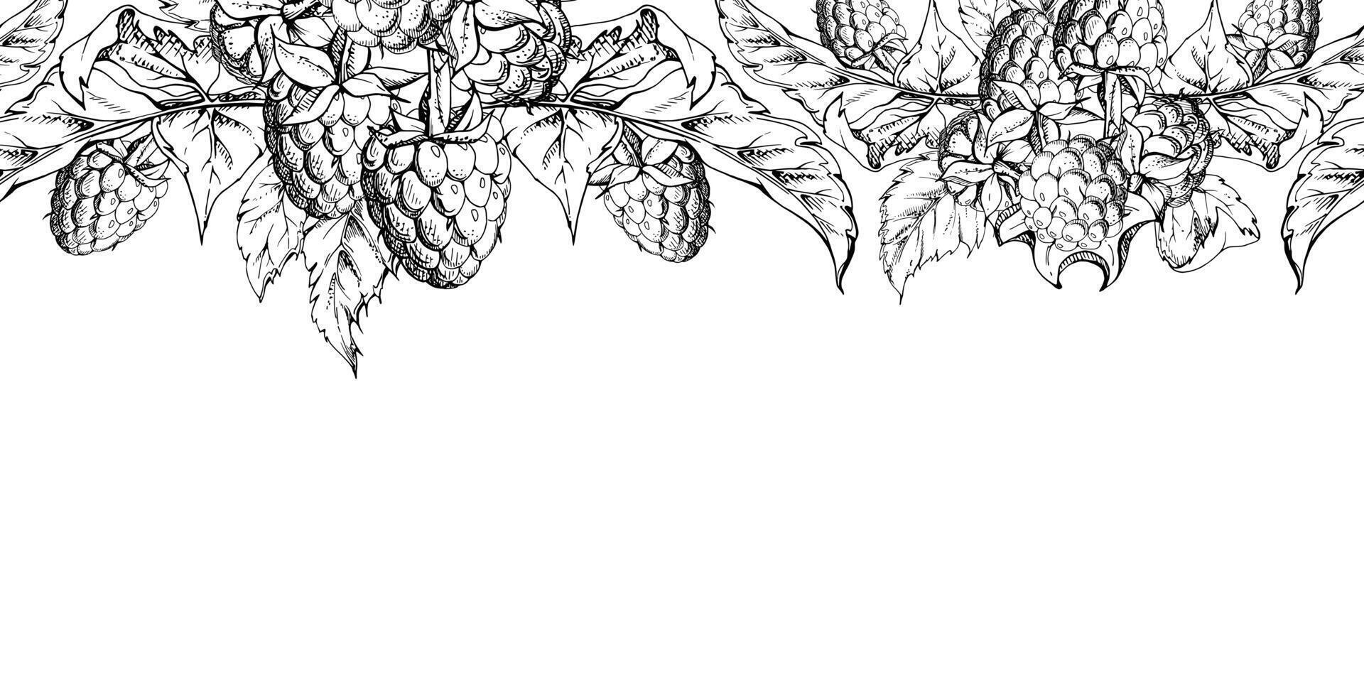 Raspberry berries, leaves hanging bunch garland ripe garden dewberry cloudberry mulberry loganberry tayberry. Hand drawn in ink. Isolated seamless banner border. Menu, farmers market, florist vector