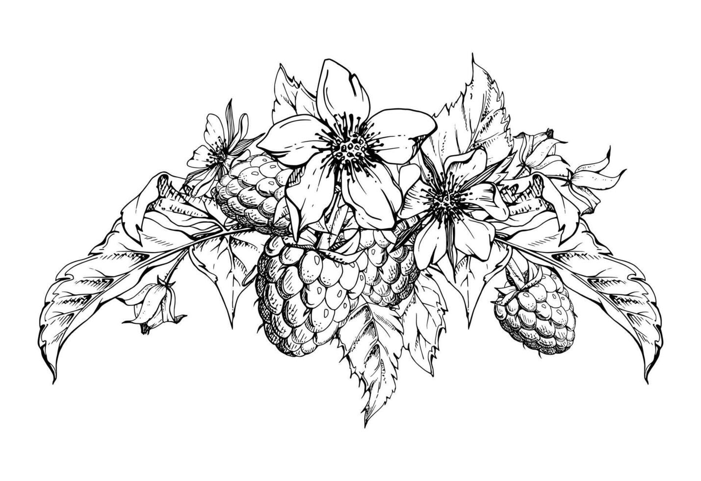 Raspberry berries, flower buds, leaves boutonniere bunch cluster group, hand drawn in ink, ripe forest garden dewberry. Isolated botanical illustration for dessert menu, wedding, farmers market vector