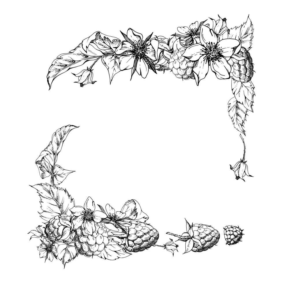 Raspberry ripe garden berries, flower buds leaves hand drawn in ink. dewberry cloudberry mulberry loganberry tayberry. Isolated corner square frame illustration. Wedding florist stationery vector