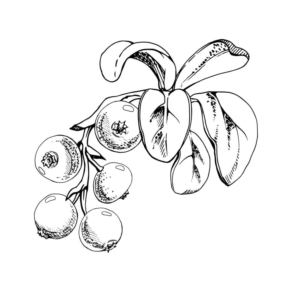 Cranberry lingonberry on branch with green leaves, hand drawn in ink, ripe forest berry bearberry teaberry wintergreen cluster group. Isolated botanical illustration, for menu, farmers market vector