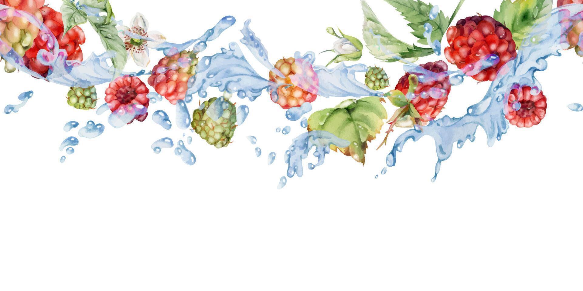 Raspberry flying in water splash with leaves, dew drops hand drawn in watercolor. Ripe summer garden forest berry loganberry mulberry. Isolated seamless banner. Home preserves, stationery, recipe book vector