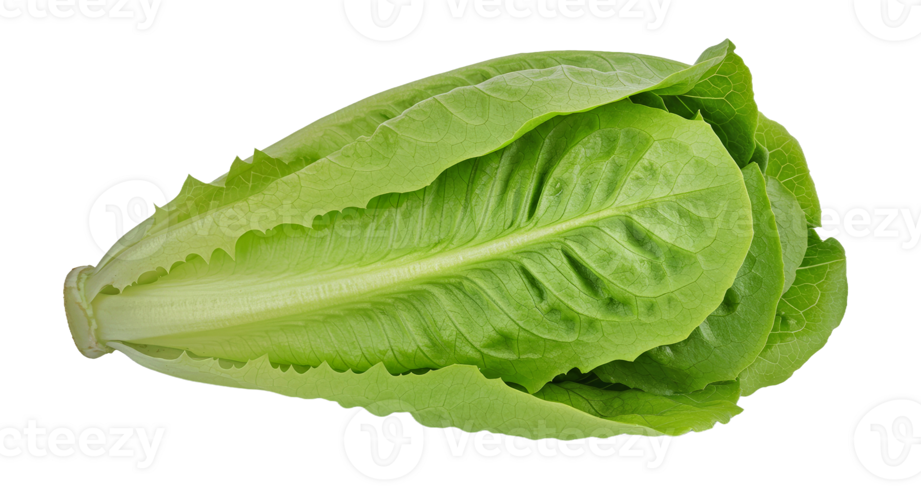 Tender Light Pastel Green Butter Lettuce with Softly Lobed Velvety Leaves png