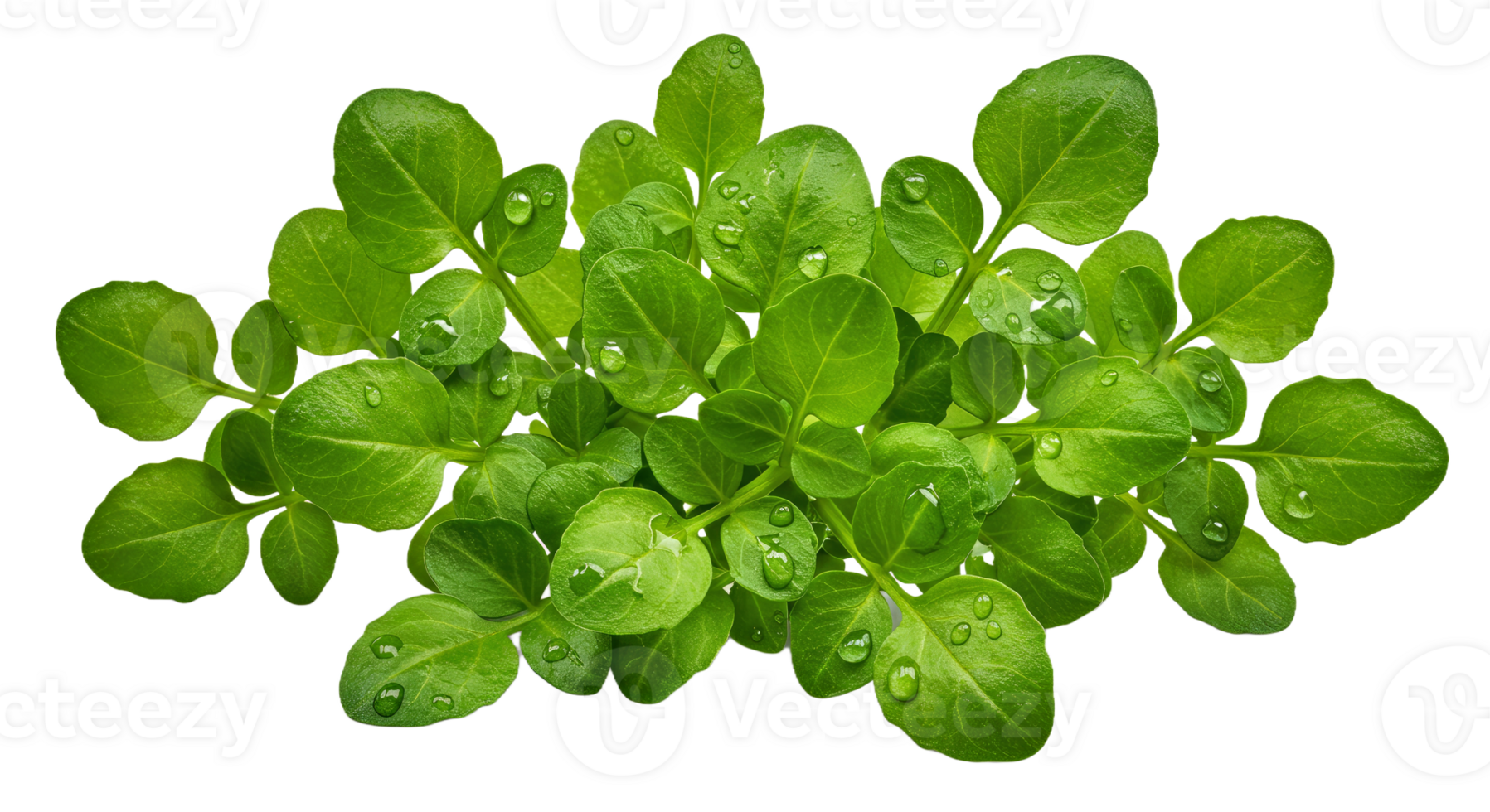 Detailed Watercress with Tiny Compound Leaves, Light Green Tones, and Fine Serrations png
