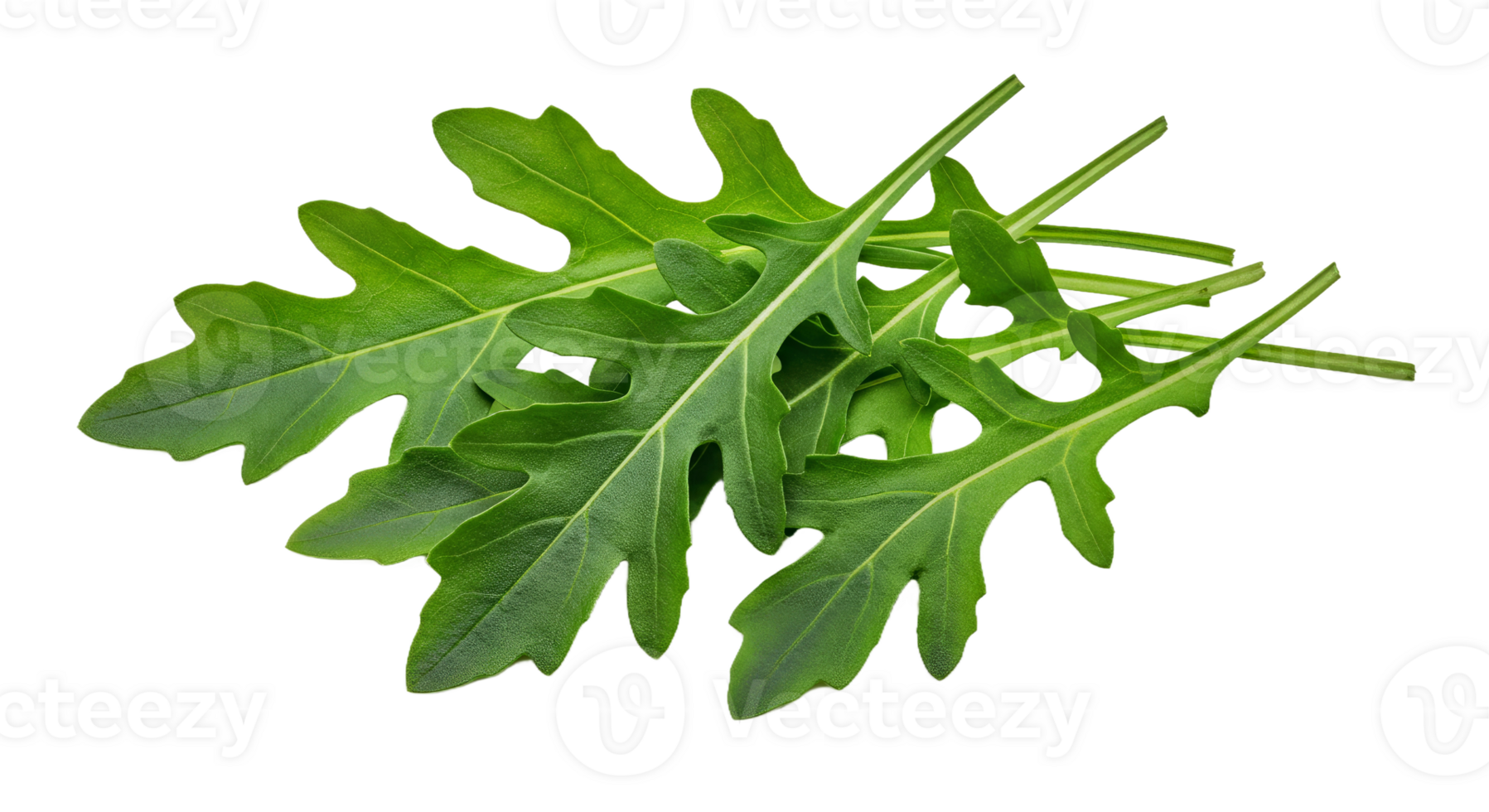 Peppery Green Arugula Leaves Cluster with Irregular, Slightly Lobed Shapes png