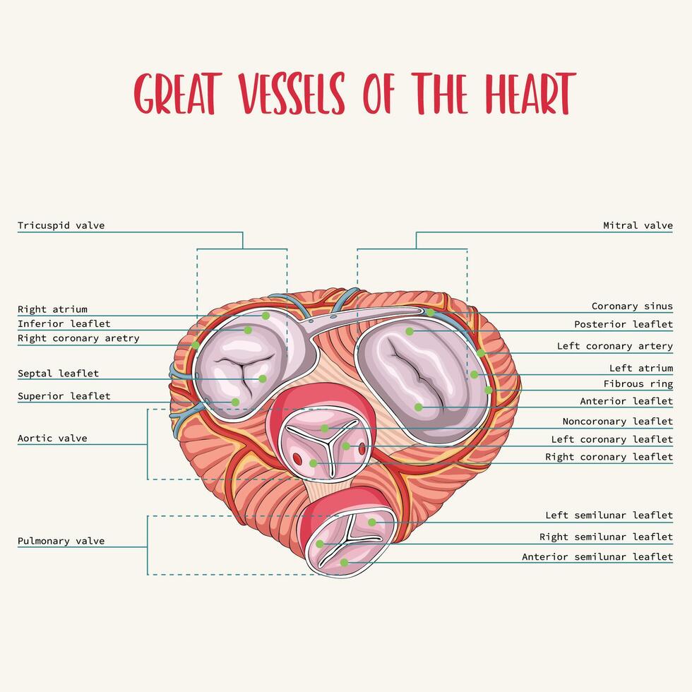 Great Vessels and Valvular Plane of the Human Heart. Heart valves anatomy. Mitral valve, pulmonary valve, aortic valve, tricuspid valve. vector