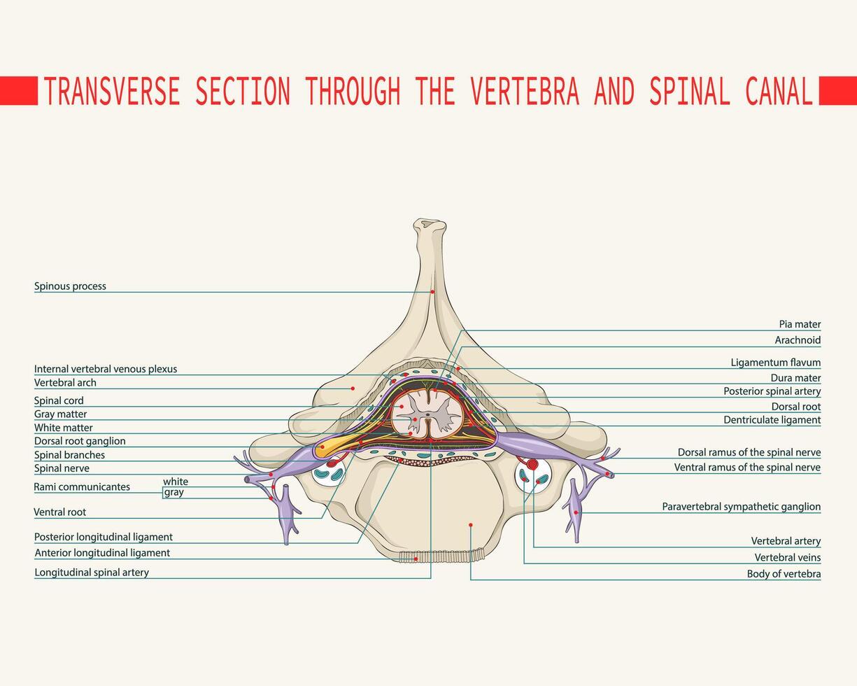 Section through the vertebra and spinal canal. Spinal cord. vector