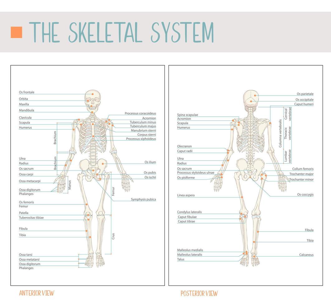The skeletal system. Comprehensive Front and Back Views vector