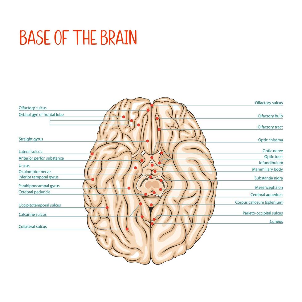 Base of the brain. Human brain. Anatomy. Medical illustration, colored, outlined. vector