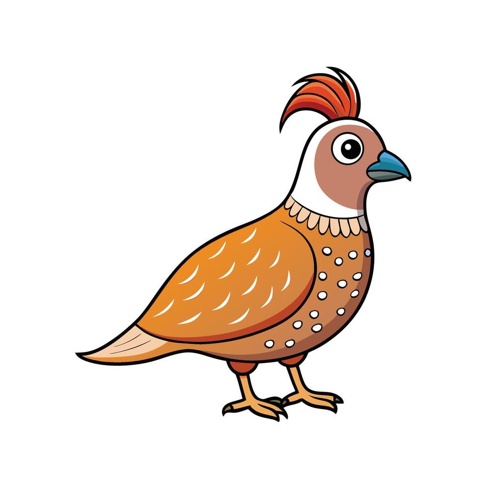 Cartoon Illustration of a Quail Bird Isolated on White vector