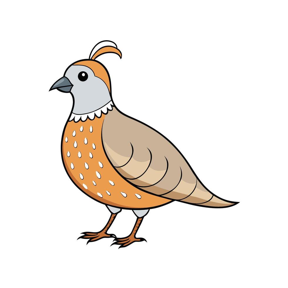 Cartoon quail illustration standing upright on a white background vector