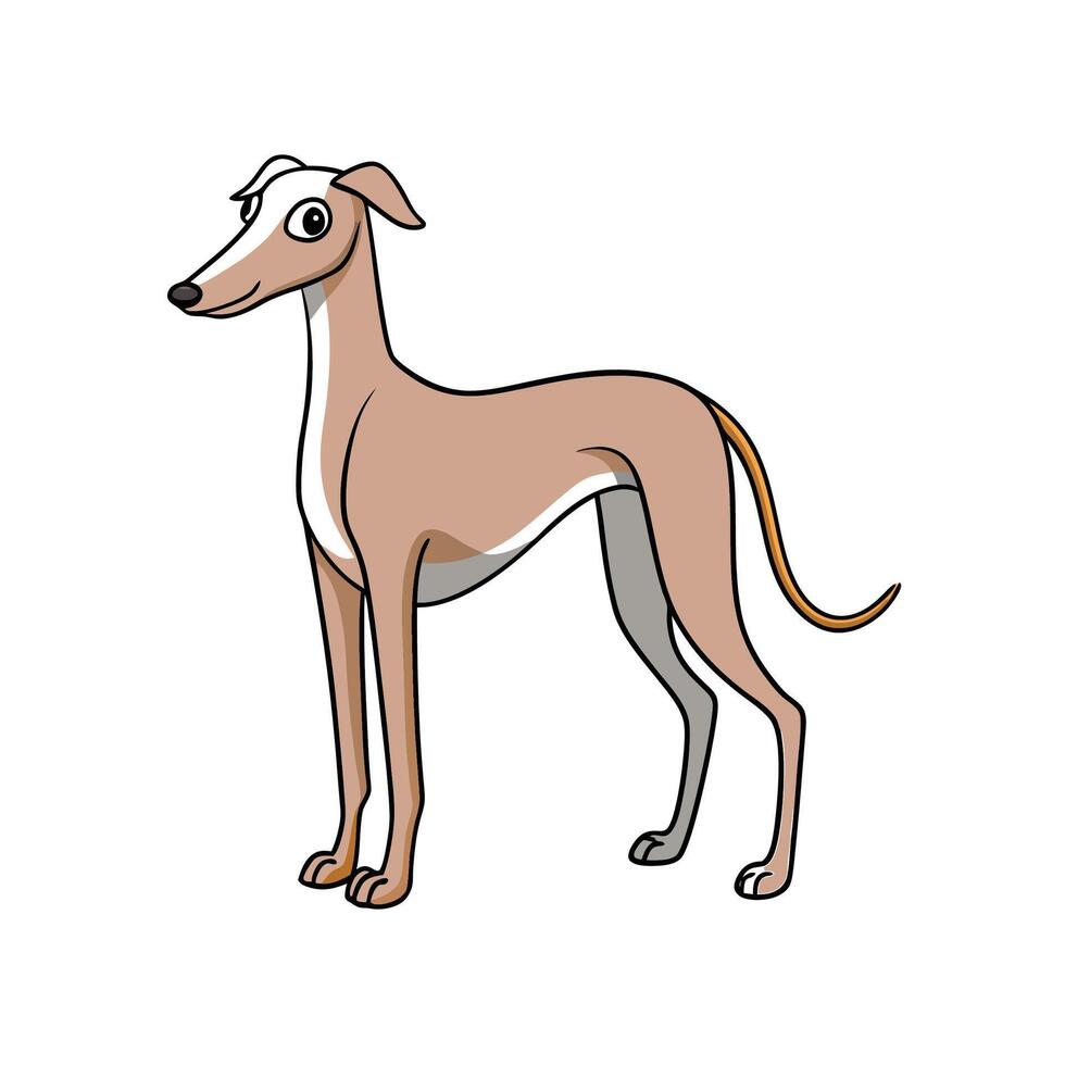 Cartoon tan Italian Greyhound standing on a white background vector